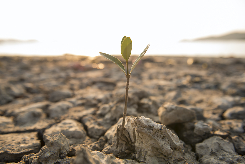 Plant growing in a desert