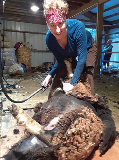 The author shearing a sheep