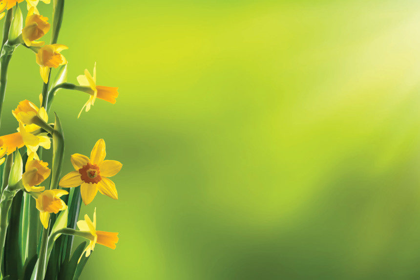 Daffodils growing in a field