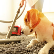 A small dog watching a vacuum