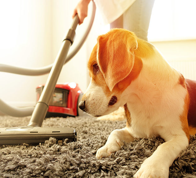A small dog watching a vacuum