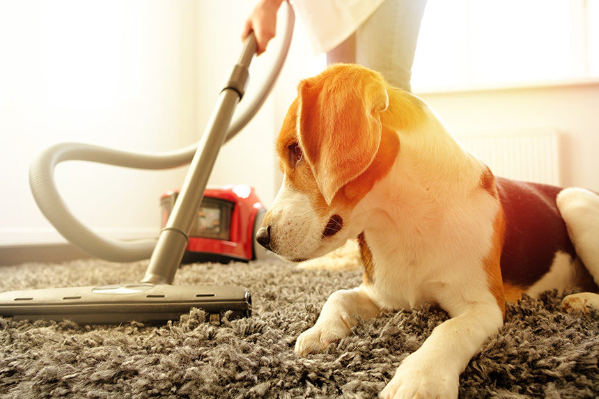 A small dog watching a vacuum