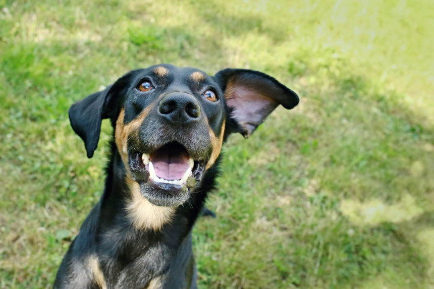 Happy dog outside