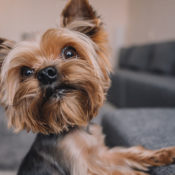 A Yorkshire Terrier