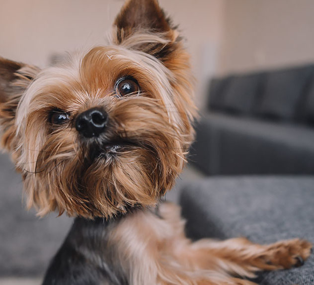 A Yorkshire Terrier
