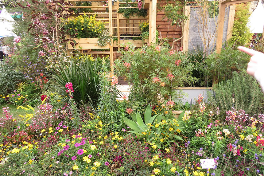 A backyard garden