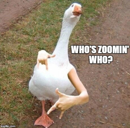 MEme featuring a goose