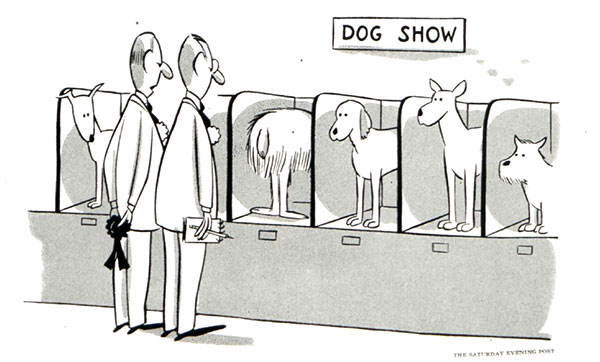 Dog show judges look at a dog, confused as to what side is its front
