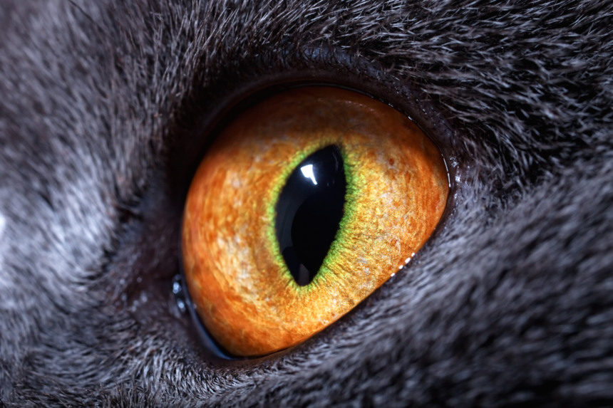Close up of a black cat's eye.