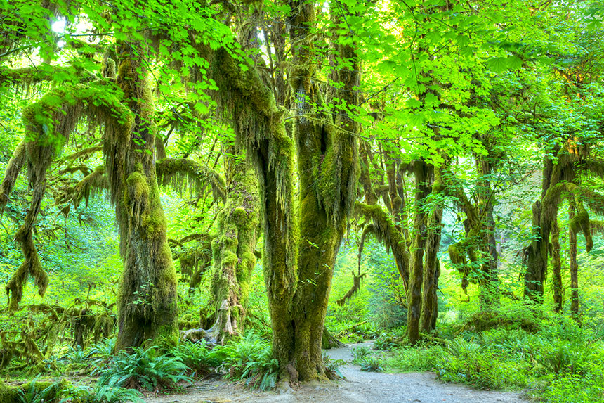 Hoh Rainforest at Olympic National Park