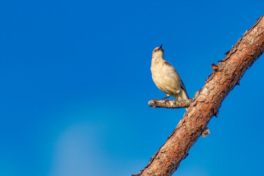 A mockingbird perched on a branch