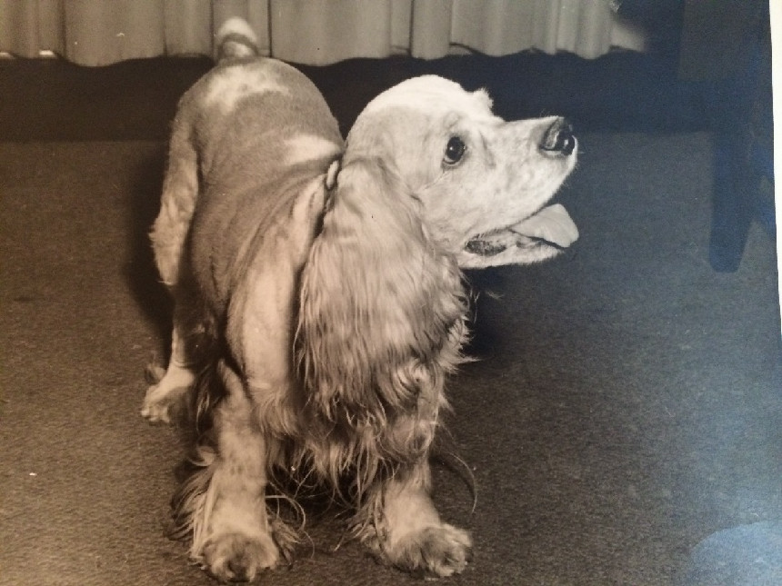 Val Lauder's dog during her time at the Chicago Daily News, Taffy