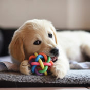 Dog chewing on a rubber toy