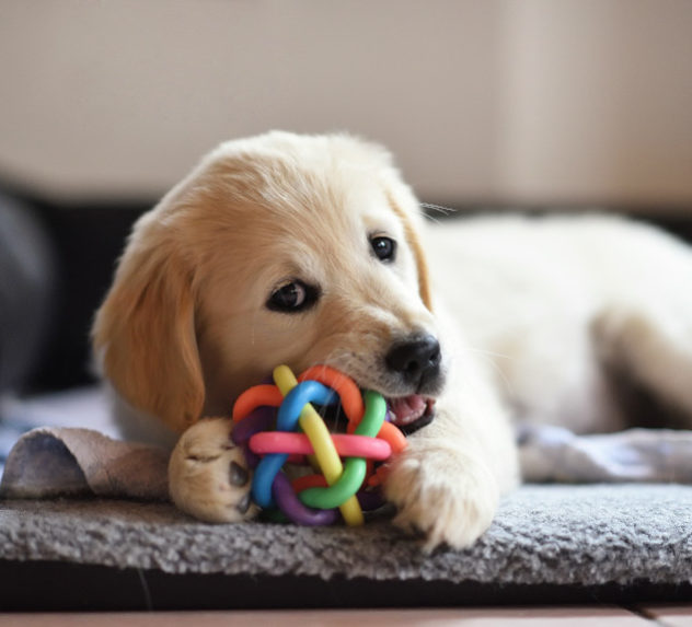 Dog chewing on a rubber toy