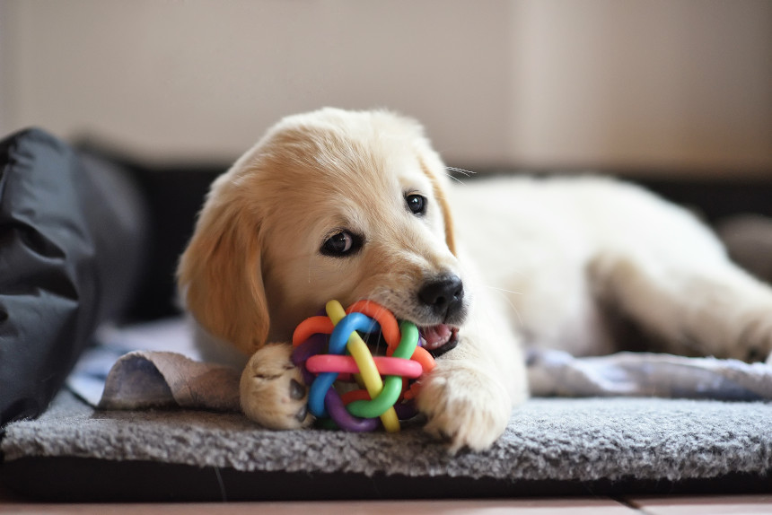 Dog chewing on a rubber toy