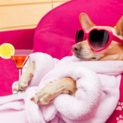 Dog with sunglasses and martini sitting comfortably in a soft chair