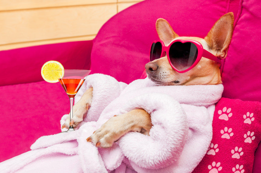 Dog with sunglasses and martini sitting comfortably in a soft chair