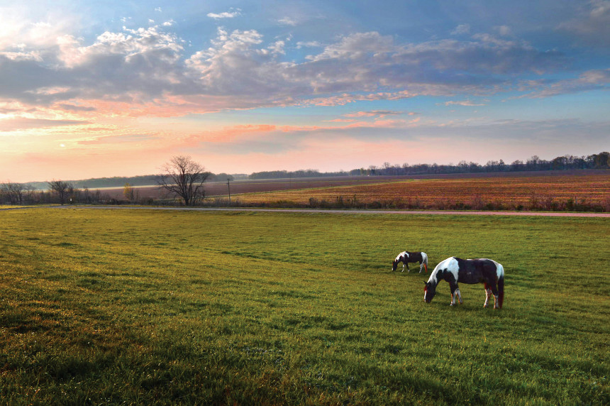 Cows in a field in Arkansas