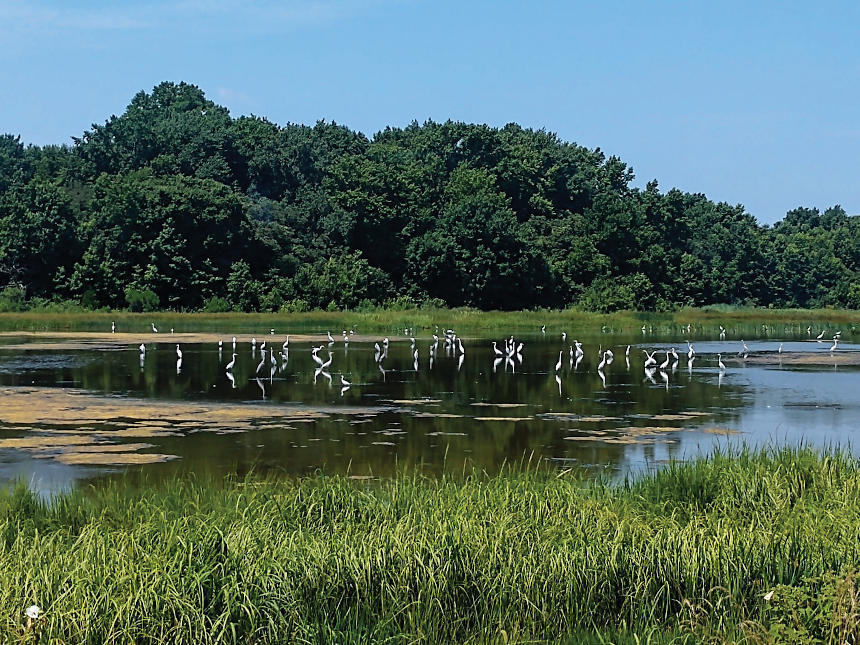 Wetlands in Delaware