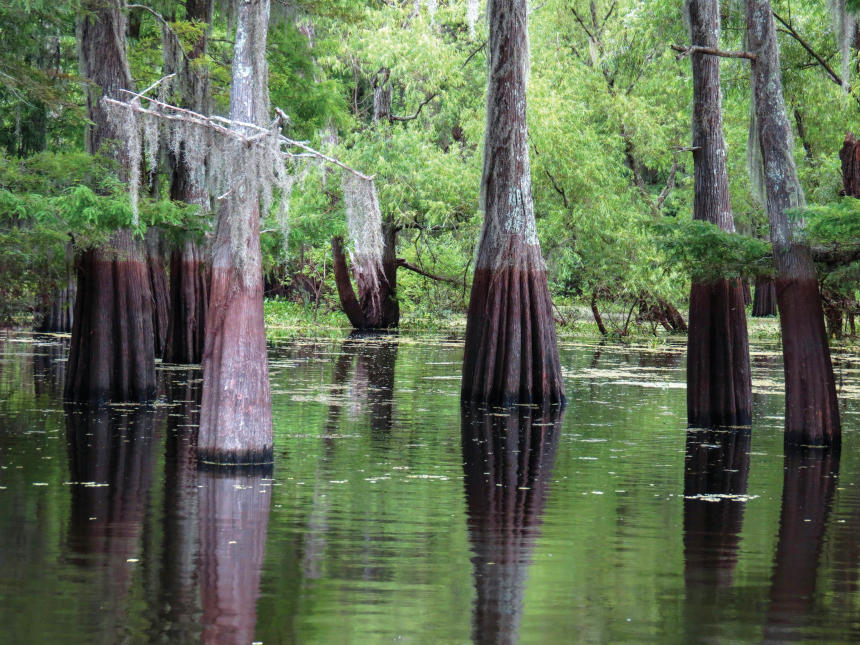 Swamp in Louisianna