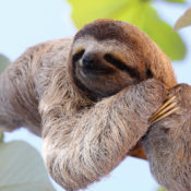 A content sloth sitting on a tree branch