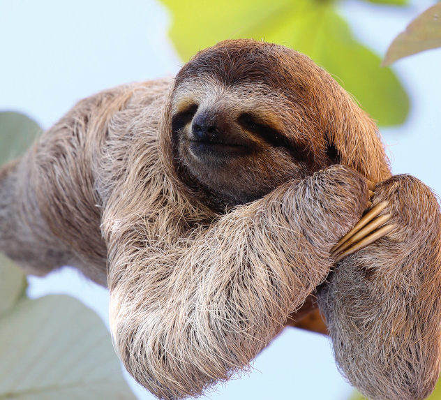 A content sloth sitting on a tree branch