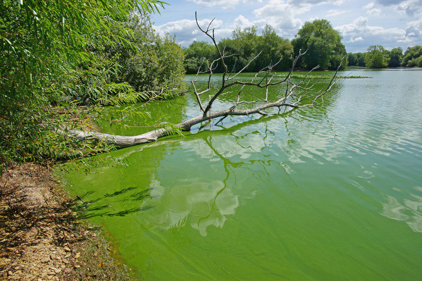 Cyanobacteria, also known as blue-green algae, forms on the surface of a fresh water lake