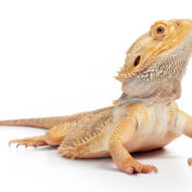 A bearded lizard