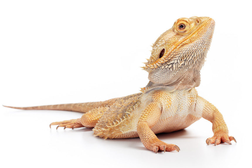 A bearded lizard