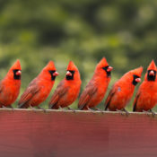 Cardinals sitting together on a fence