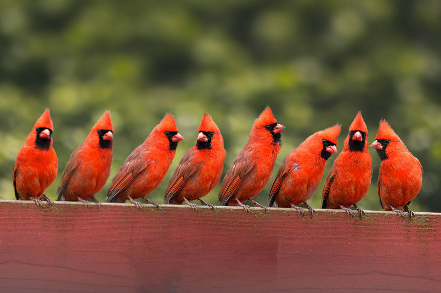 Cardinals sitting together on a fence