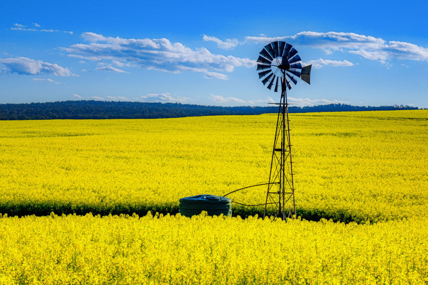 In a Word: The Creation of Canola Oil | The Saturday Evening Post