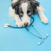 Dog with a stethoscope in his mouth