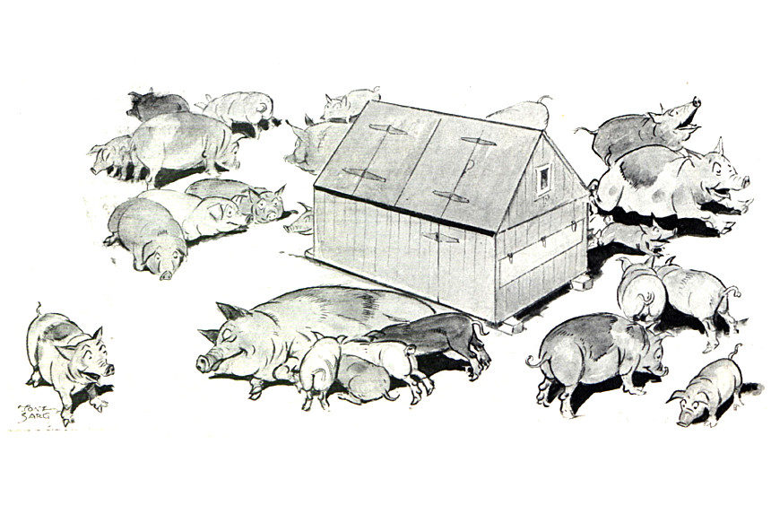 Illustration of farm pigs