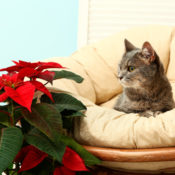 Grey tabby cat on a sofa stares at a Christmas poinsettia