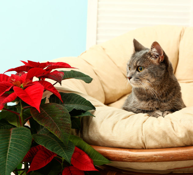 Grey tabby cat on a sofa stares at a Christmas poinsettia