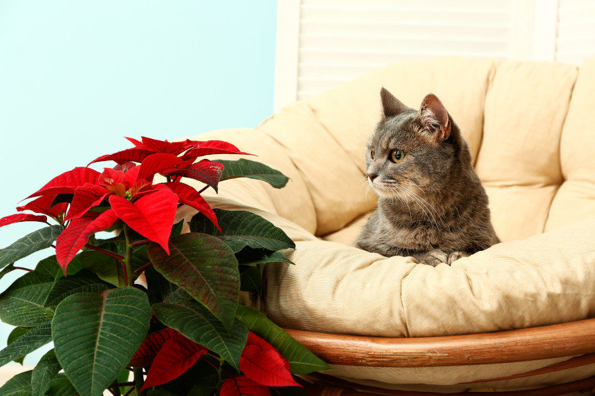 Grey tabby cat on a sofa stares at a Christmas poinsettia