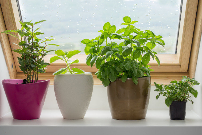 Potted plants on a windowsil