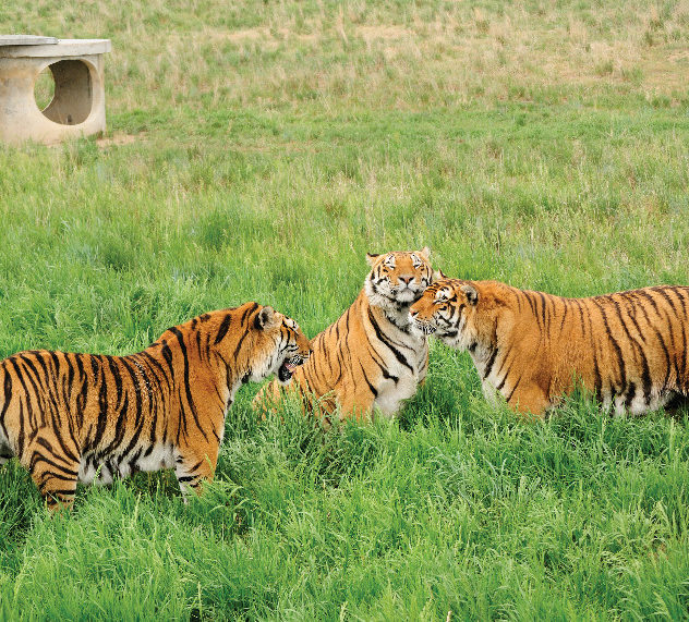 Tigers in habitat
