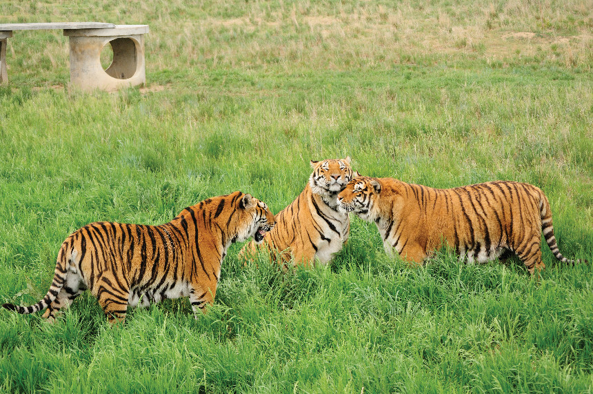 Tigers in habitat