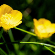 Yellow buttercups