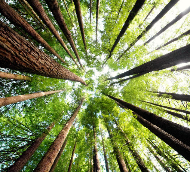 Looking up at the full crowns of California Redwood trees.