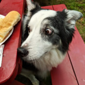 Border Collie eyeing food on a picnic table