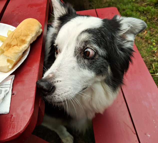 Border Collie eyeing food on a picnic table