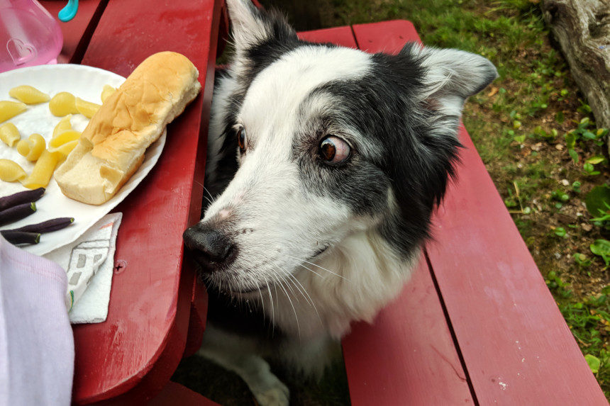 Border Collie eyeing food on a picnic table