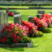 Flowers laid on tombstones in a cemetery