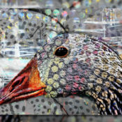 Picture of a goose's head spackled with polka dots