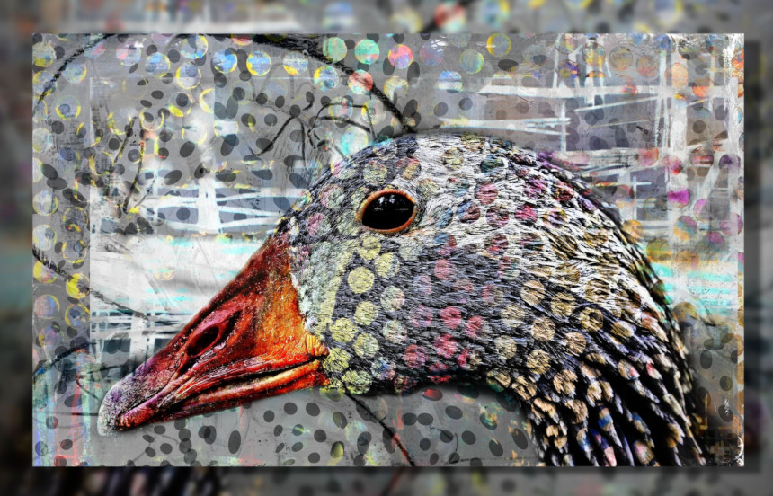 Picture of a goose's head spackled with polka dots