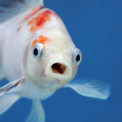 Goldfish with a shocked face.