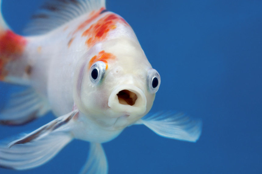 Goldfish with a shocked face.